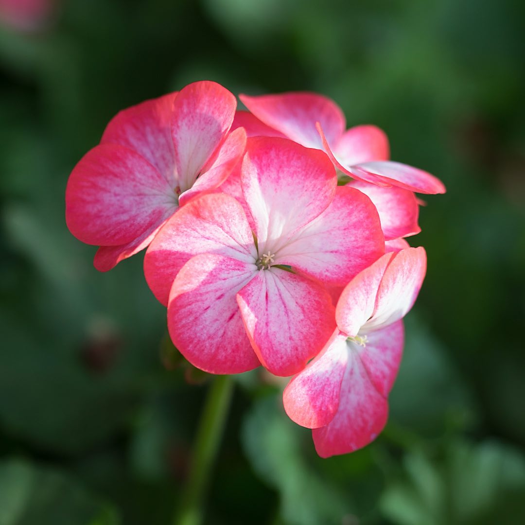 Aesthetic Geranium photo