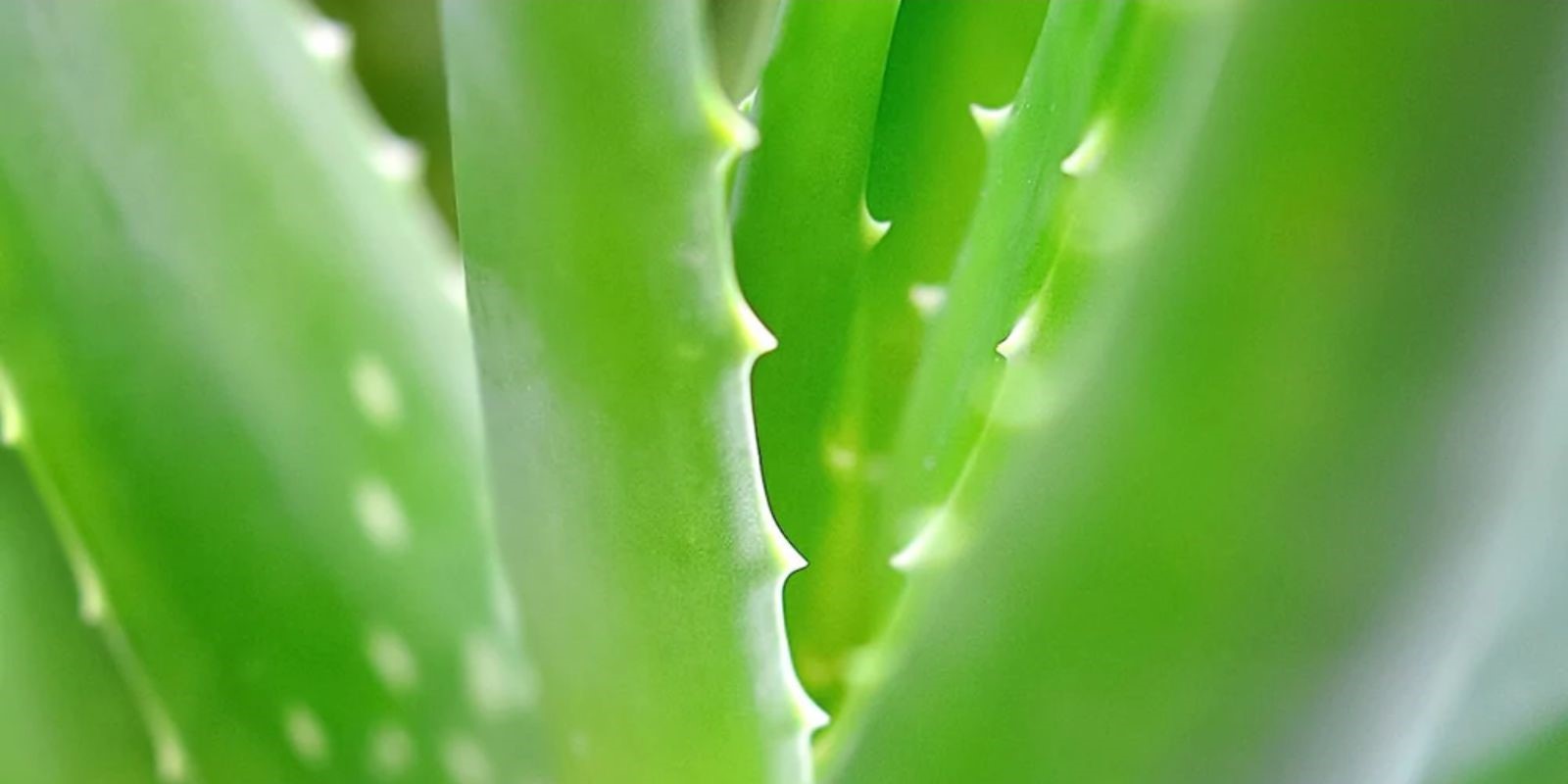 Organic aloe vera plant