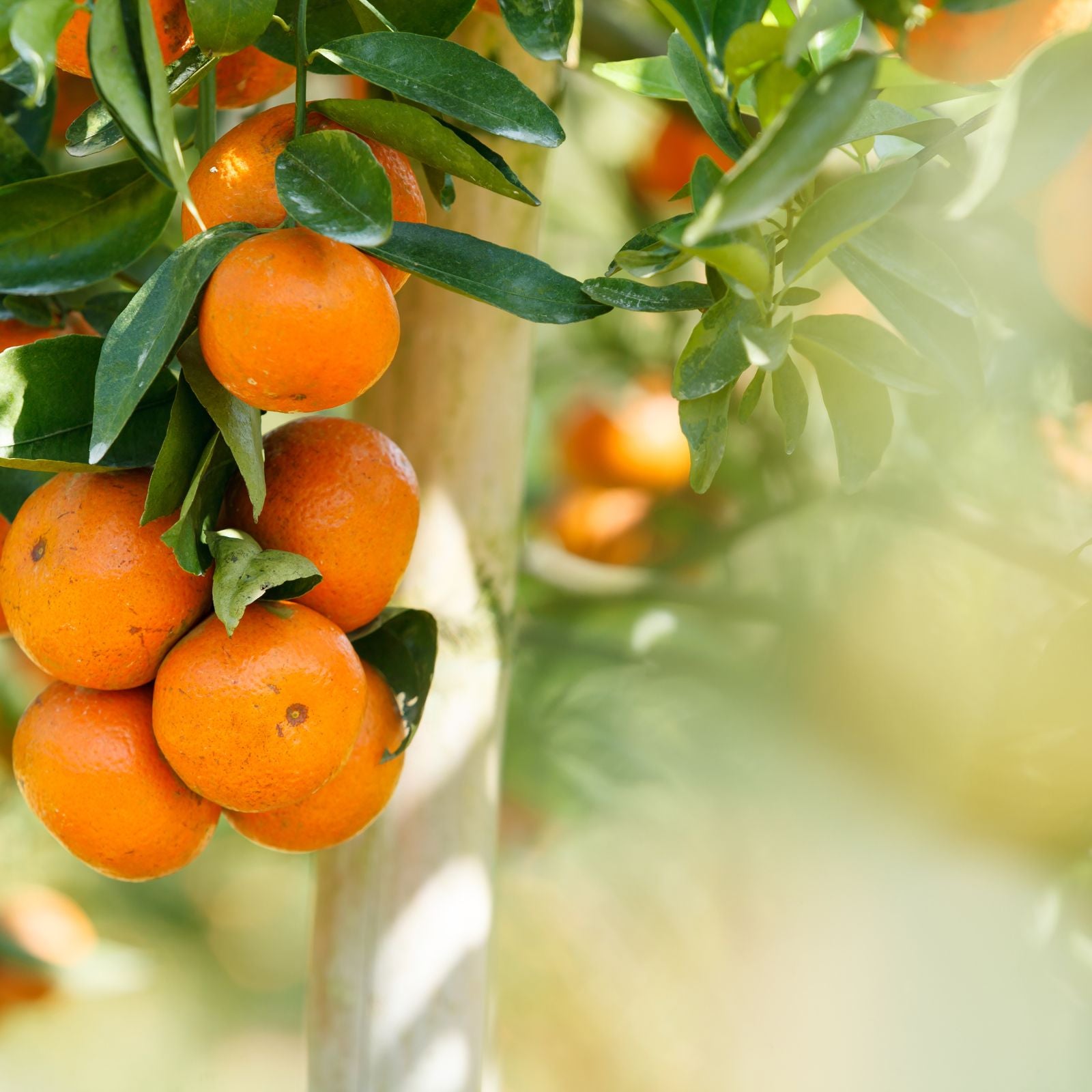 Organic oranges on a tree