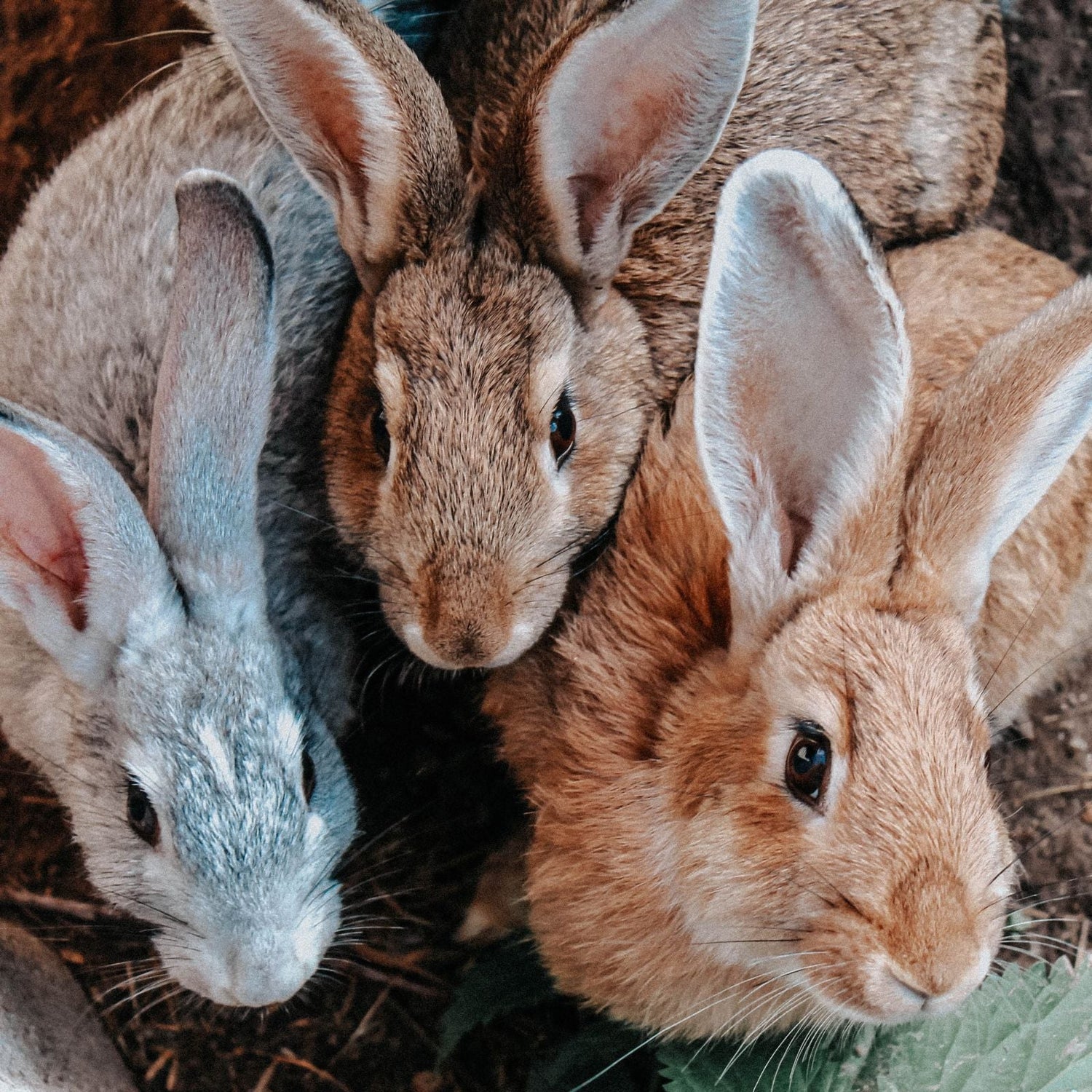 The Difference Between Vegan & Cruelty Free vegan skincare cruelty free skincare vegan society leaping bunny