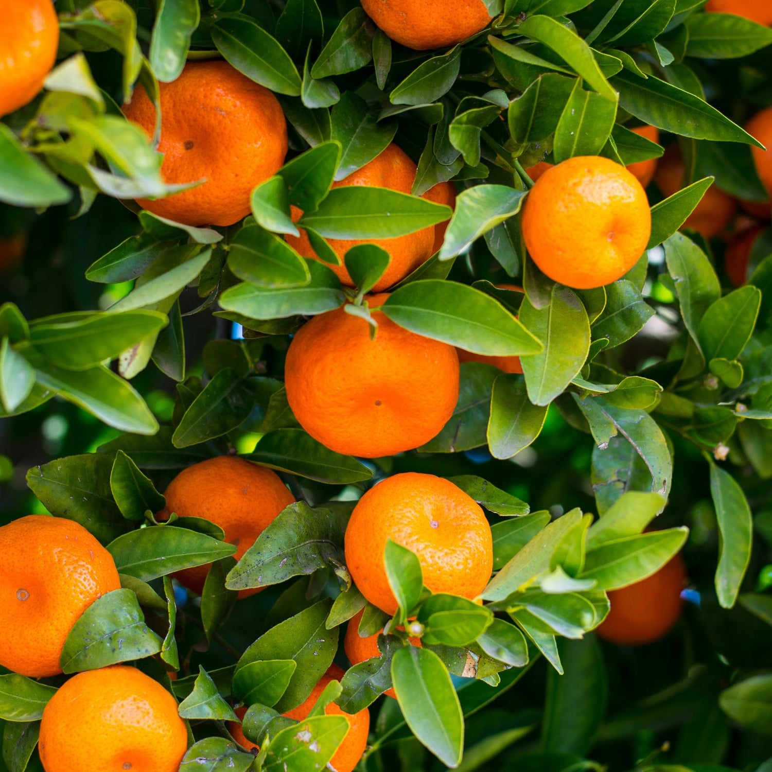 Sweet orange ingredient in natural skincare